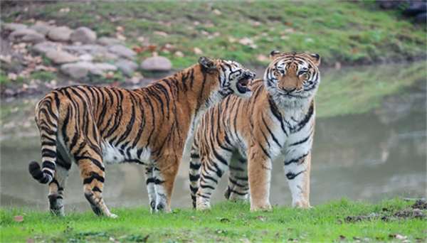 I Want To-Travel in Shanghai-Places to Go-Scenic Spots-Shanghai Wild Animal Park-2.jpg I Want To-Travel in Shanghai-Places to Go-Scenic Spots-Shanghai Wild Animal Park-2.jpg