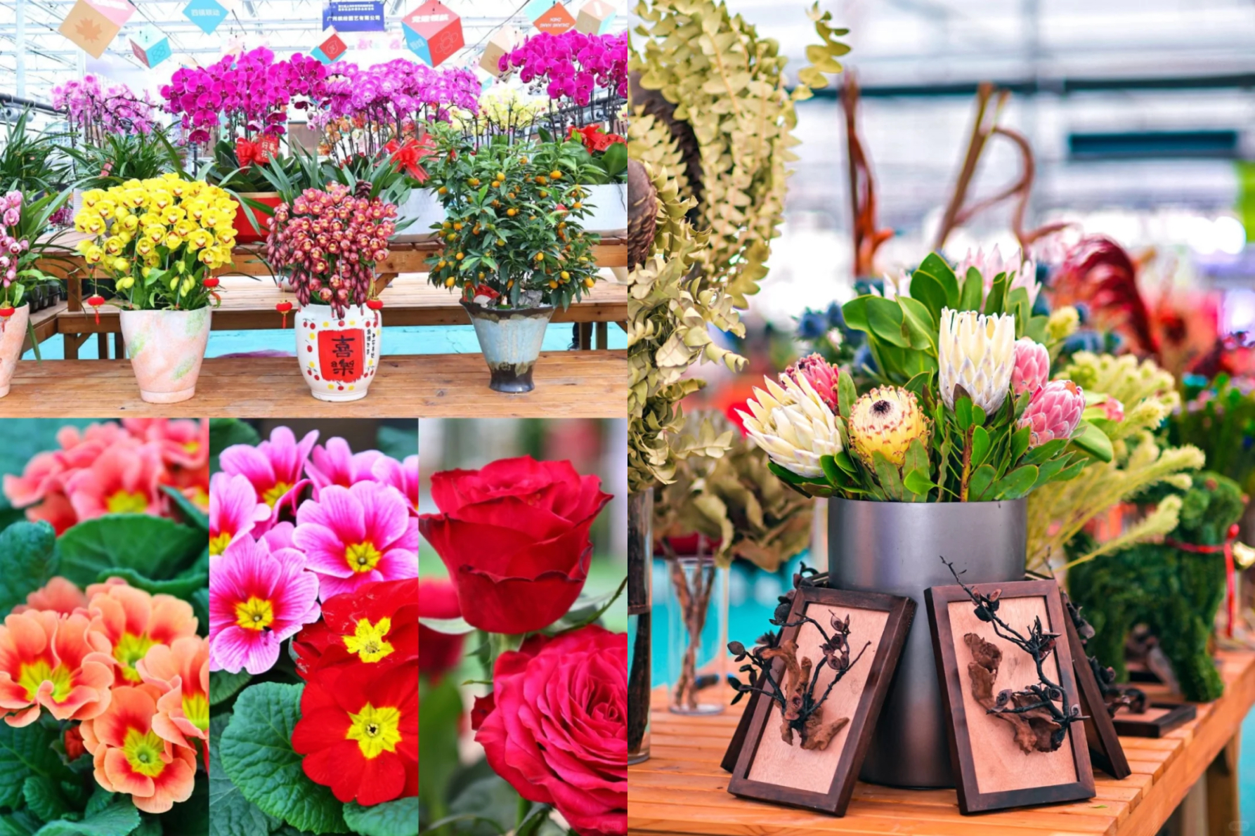 أين يمكن شراء زهور رأس السنة الصينية في المدينة