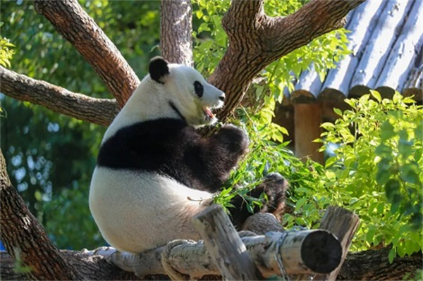 حديقة شانغهاي للحيوانات البرية