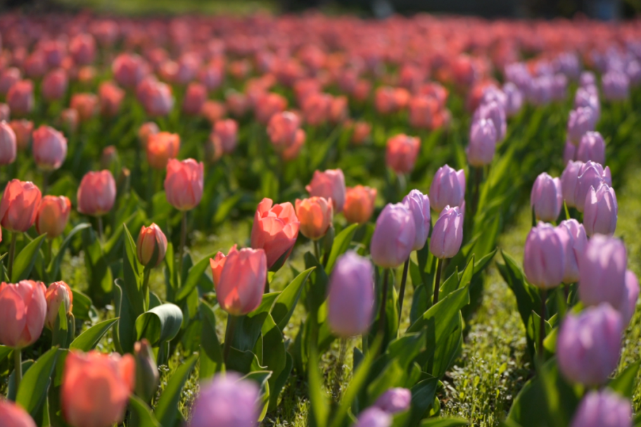 خمسة مسارات مشي خلابة للاستمتاع بأزهار ربيع شانغهاي