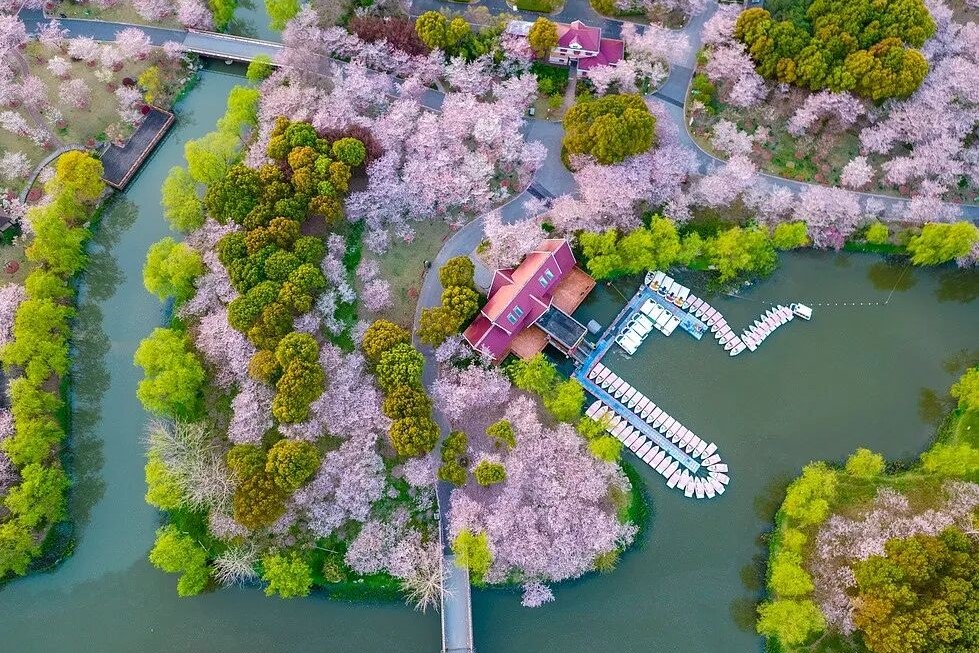 ادخل إلى ربيع وردي في حديقة قوتسون