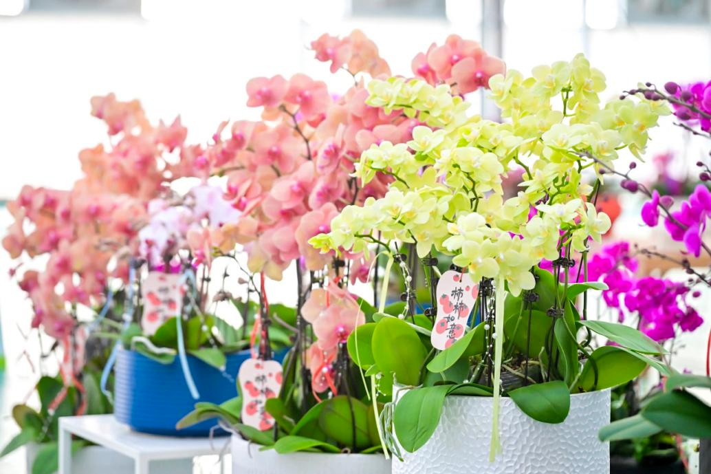 مهرجان ربيع هادئ في ريف شانغهاي